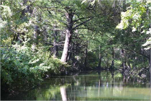 The creek next to our cabin. You could almost imagine people bathing here in the 1800s. The water was crystal clear