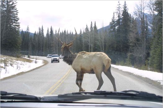 Give way to big deer guy!