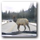 Give way to big deer guy!