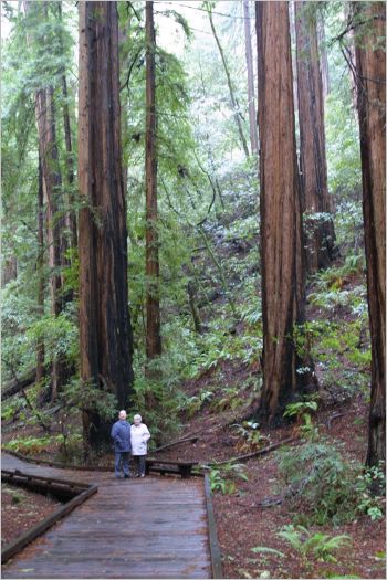 June and Eric amongst the Redwoods, North of San Francisco