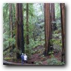 June and Eric amongst the Redwoods, North of San Francisco