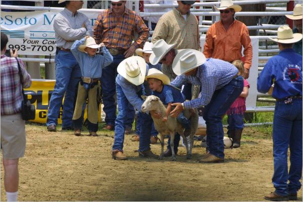 It took three to hold the sheep steady and a brave kid to take on the challenge!