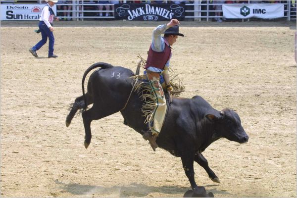 The bulls literally go beserk and kick like mad to get the cowboys off their backs!