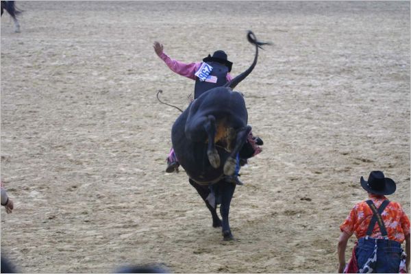 See how high the bulls kick!