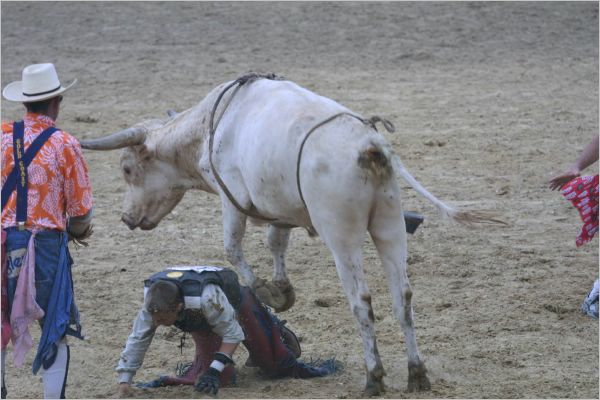 This poor cowboy got a kick in the back but the rodeo clowns, whose job it is to distract the bull away from the fallen cowboy, managed to pull him free very quickly.