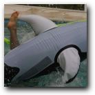 Orca wasn't having it!