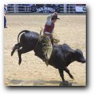 The bulls literally go beserk and kick like mad to get the cowboys off their backs!