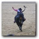 See how high the bulls kick!