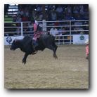 See how high the bull jumps...