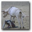 This poor cowboy got a kick in the back but the rodeo clowns, whose job it is to distract the bull away from the fallen cowboy, managed to pull him free very quickly.