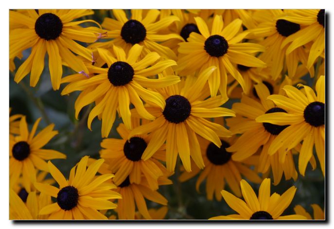Just some beautiful flowers at the Park