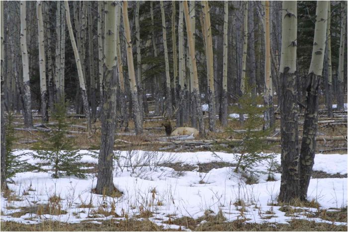 Banff National Park, Canada. The elk eat the bark of the silver birch tree
