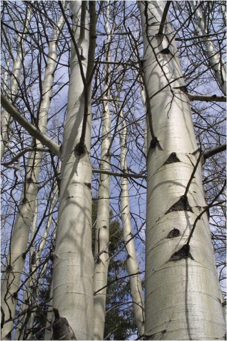 Endangered silver birch trees, Banff National Park, Canada