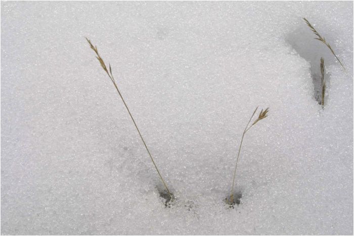Life pushing up from the snow, Lake Louise, Canada