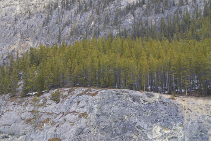 Trees everywhere, Banff National Park, Canada