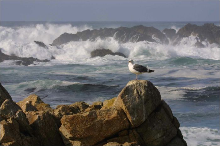 Just off Pebble Beach, California