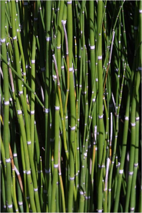 Bamboo shoots, Arboretum Gardens, Dallas