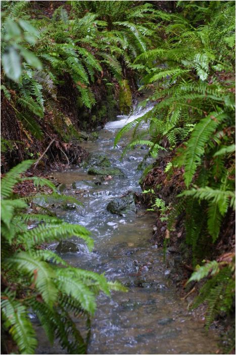 Creek in Muir Woods, North San Francisco