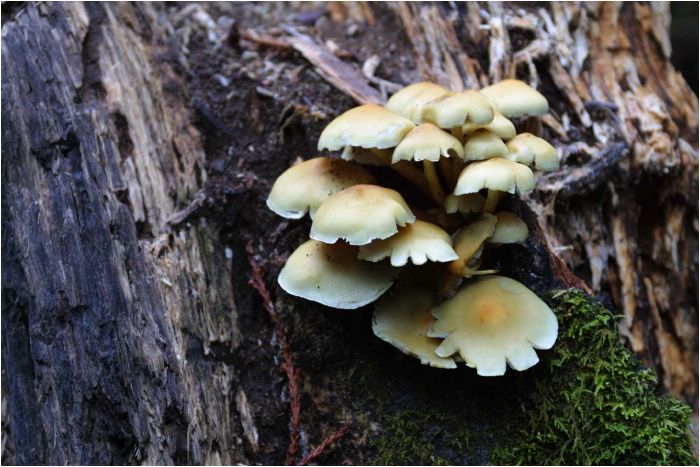 Fungi on Redwood tree, Muir Woods, North San Francisco