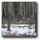 Banff National Park, Canada. The elk eat the bark of the silver birch tree