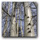 Endangered silver birch trees, Banff National Park, Canada