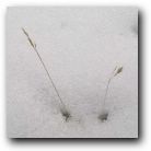 Life pushing up from the snow, Lake Louise, Canada