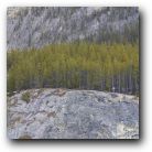 Trees everywhere, Banff National Park, Canada