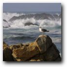 Just off Pebble Beach, California
