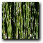 Bamboo shoots, Arboretum Gardens, Dallas