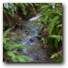Creek in Muir Woods, North San Francisco