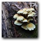 Fungi on Redwood tree, Muir Woods, North San Francisco