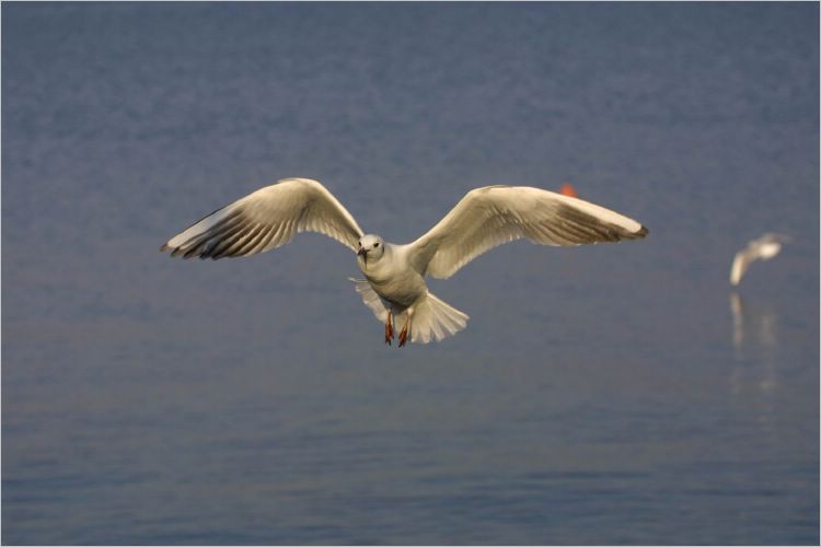 What birds do best.