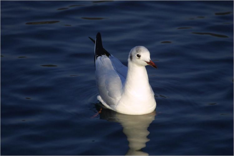 Common seagull, basking in the sunlight.