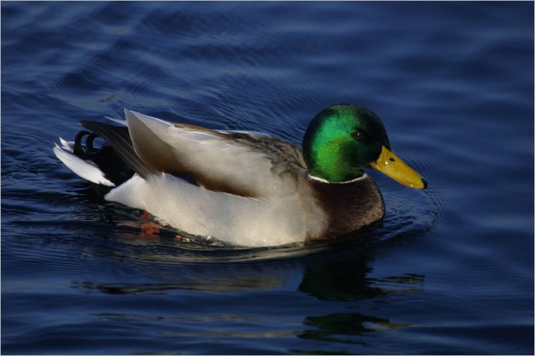 The Male Mallard is pretty colourful.