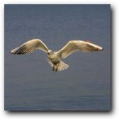 What birds do best.
