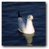 Common seagull, basking in the sunlight.