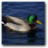 The Male Mallard is pretty colourful.