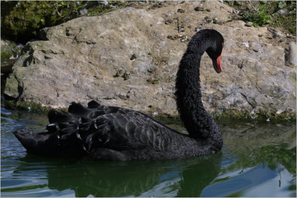Honestly, I'm a black swan. The white ones are so common.