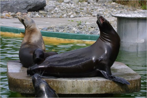 It's the seal family just hanging out.