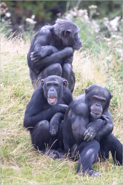 It's nearly - hear no evil, see no evil, speak no evil