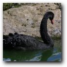 Honestly, I'm a black swan. The white ones are so common.