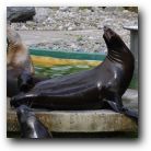 It's the seal family just hanging out.