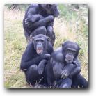 It's nearly - hear no evil, see no evil, speak no evil