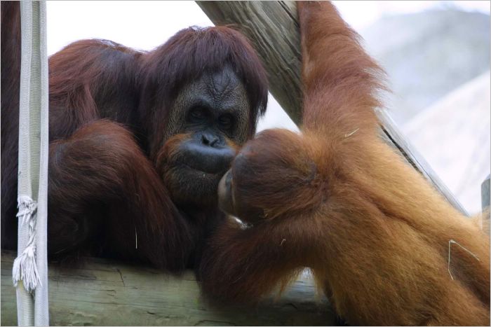 So the Chimps said to the Gorillas ...