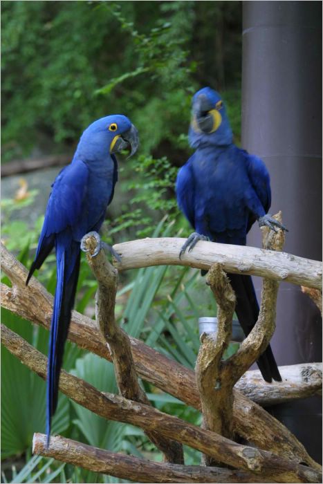 Don't be such a fuzzy bird! Blue is in I tell you!  