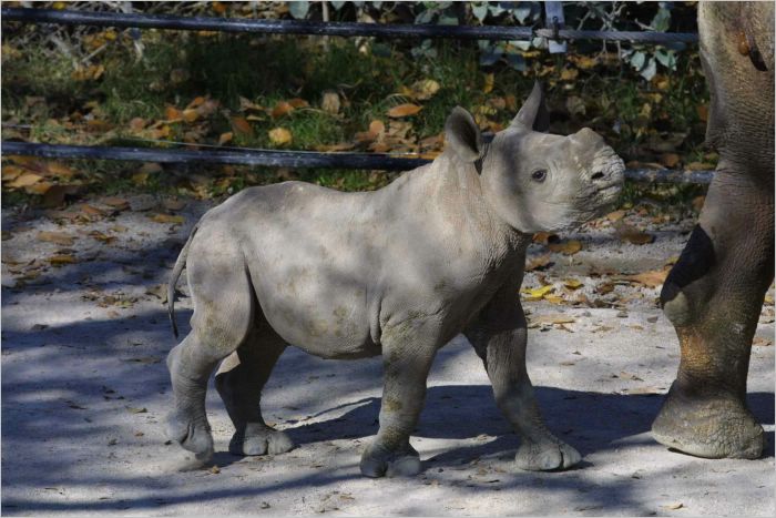 Ikkle cutie hippo