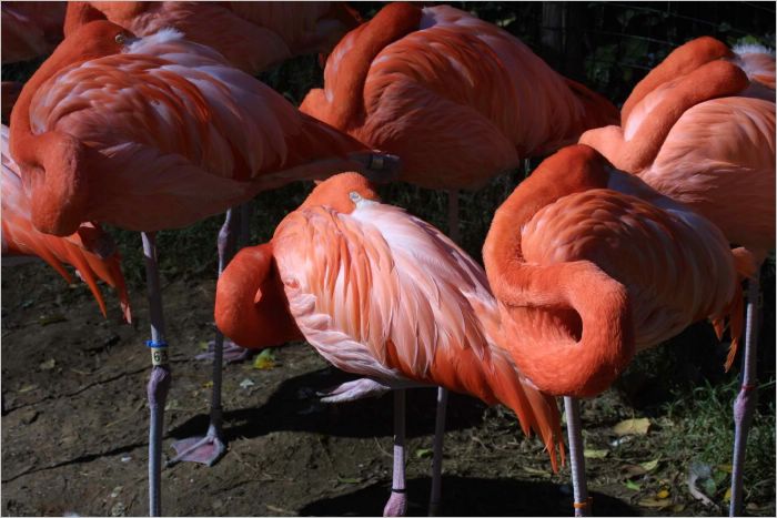 The flamingoes are napping