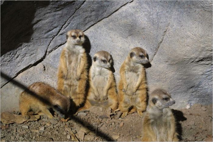 Doing what mongooses do!