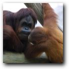 So the Chimps said to the Gorillas ...
