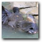 A nice soak in my Kiwi and lime bath water is just the trick. Awwwww!